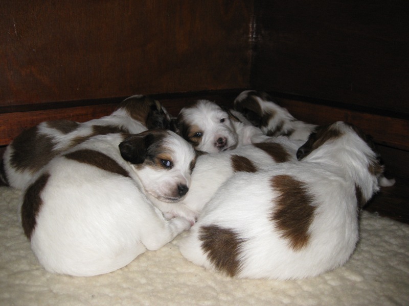 Puppies